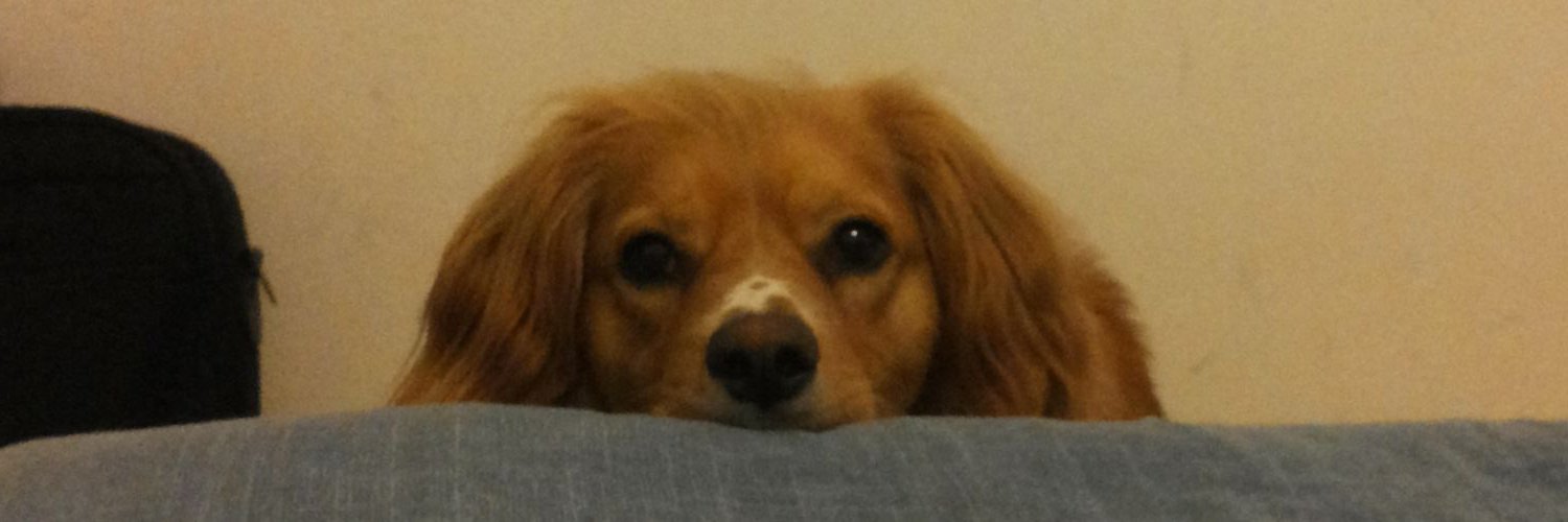 maggiecucciola's profile banner image