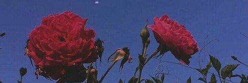 inactivetaysib's profile banner image