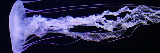 Cartel Of One banner