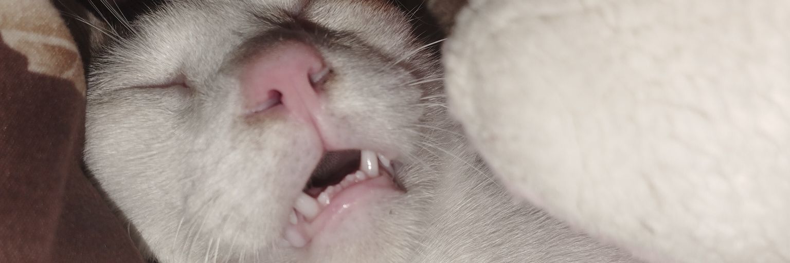 dyyynt's profile banner image