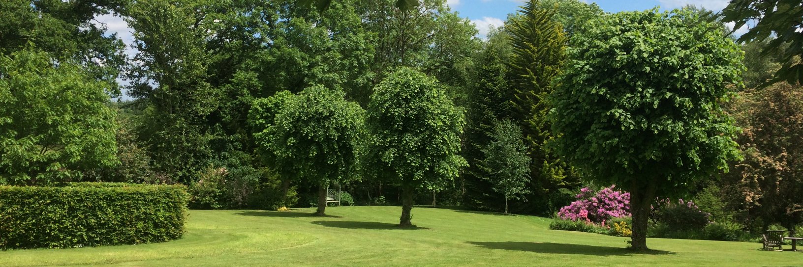 LEWISPLANTS's profile banner image
