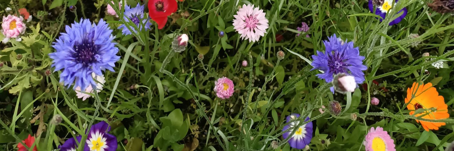 Brenda Morris banner