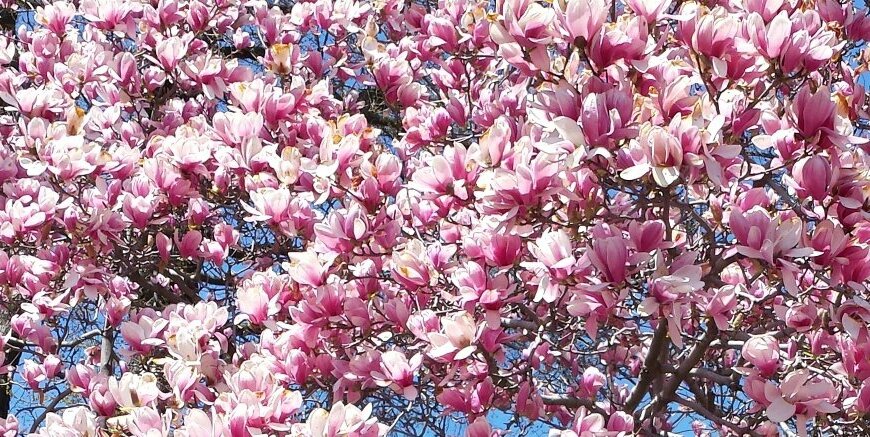 carolinepeds's profile banner image