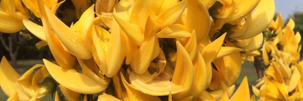 swansondavid3 Profile Banner