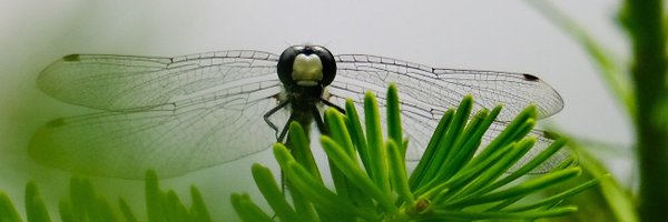 dticoll Profile Banner