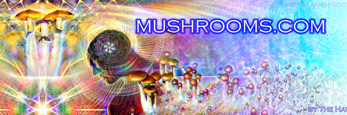 mushroomscom's profile banner image