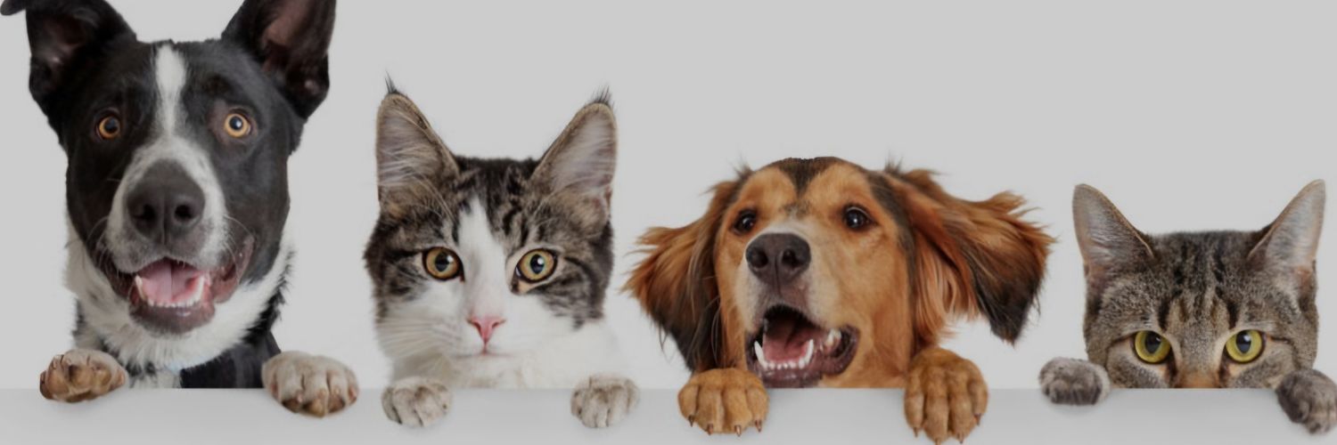 Alito / 🇻🇪 banner