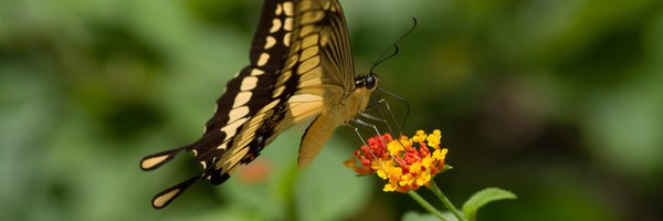 rjchallis Profile Banner