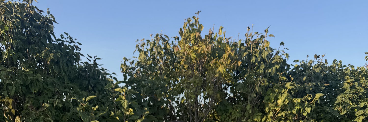 Riley 🌻 banner