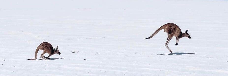 Rusty Roggers banner