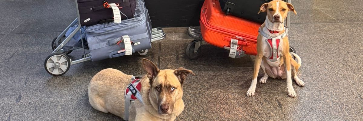 ju_adami's profile banner image