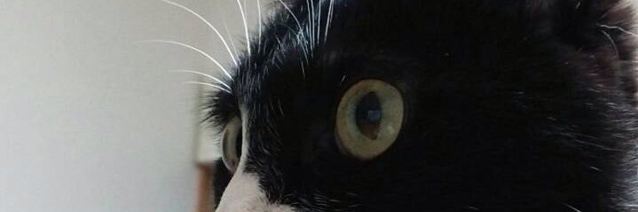 animetenga's profile banner image