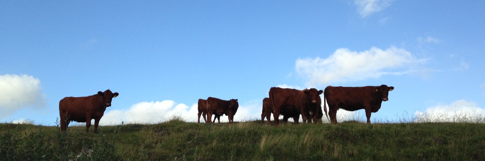 🇺🇦🇪🇺Summer Time🇪🇺🇺🇦 banner