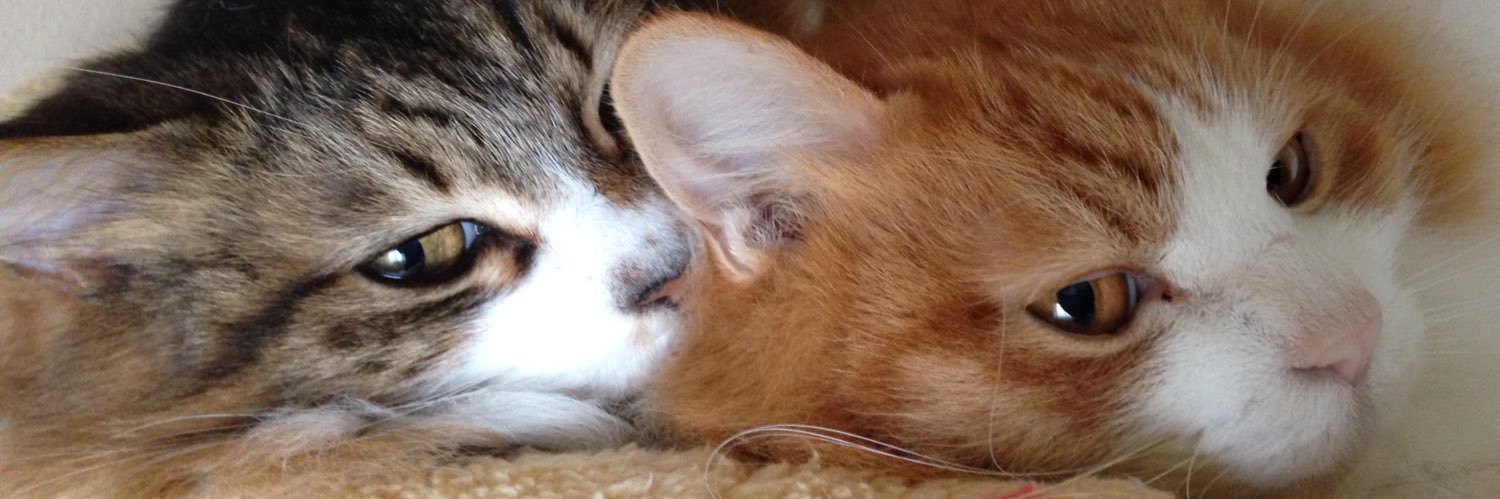 405cat's profile banner image