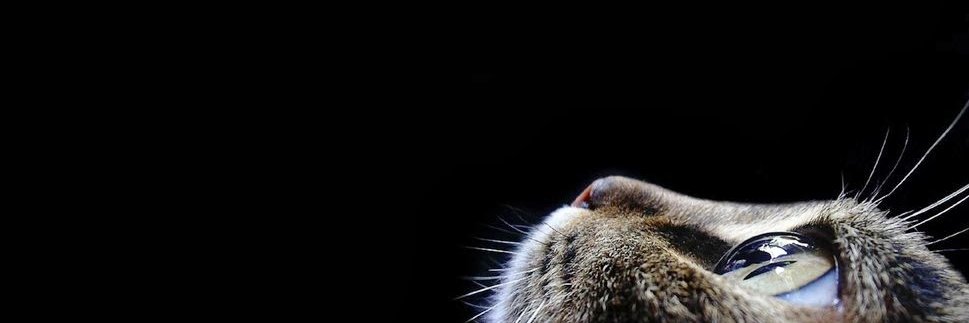 dindakusumaa's profile banner image