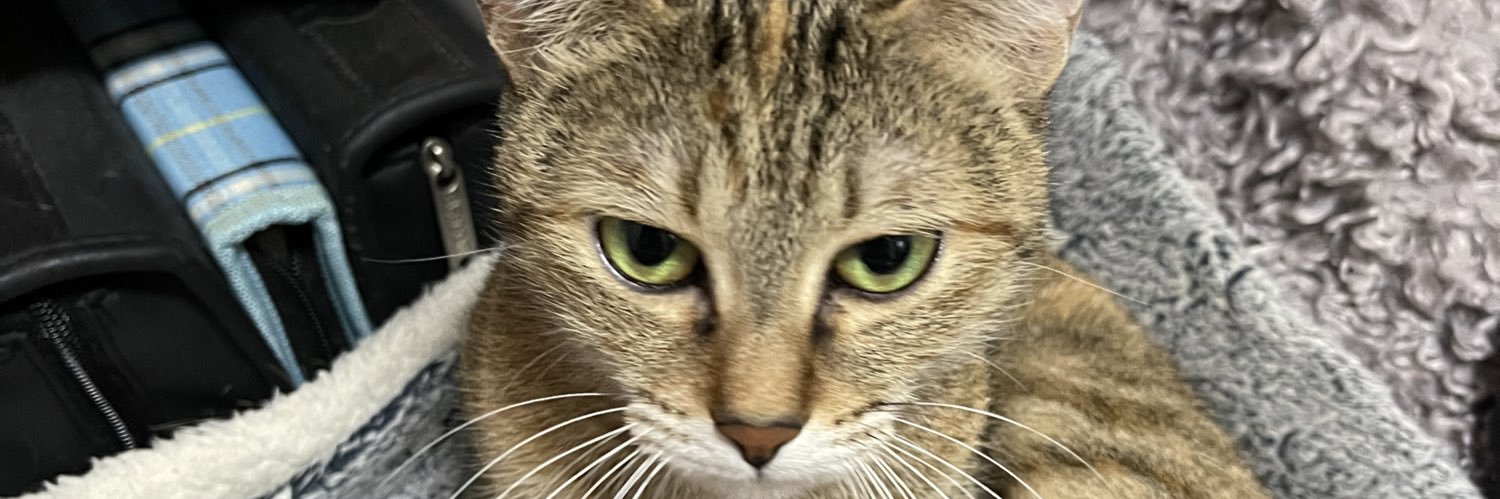 D-cat(にゃんころへっど) banner