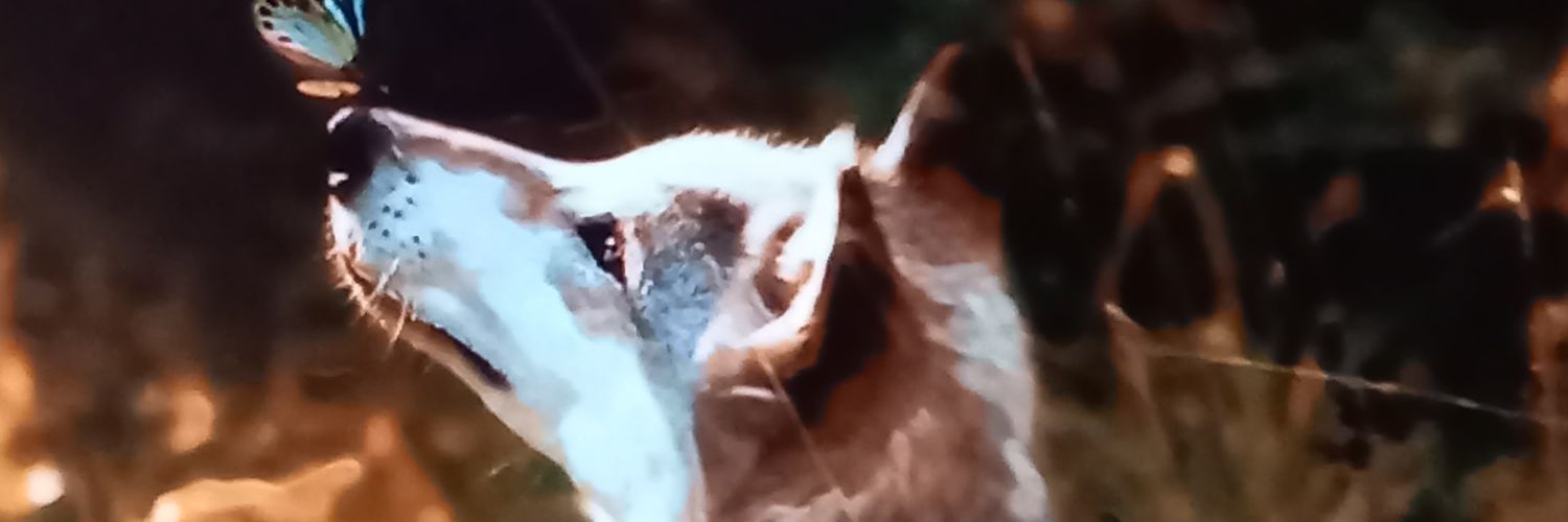 ꧁インパル꧂ 𝒯ℯ𝒶𝓂, ℐ𝓂𝓅𝒶𝓁 banner