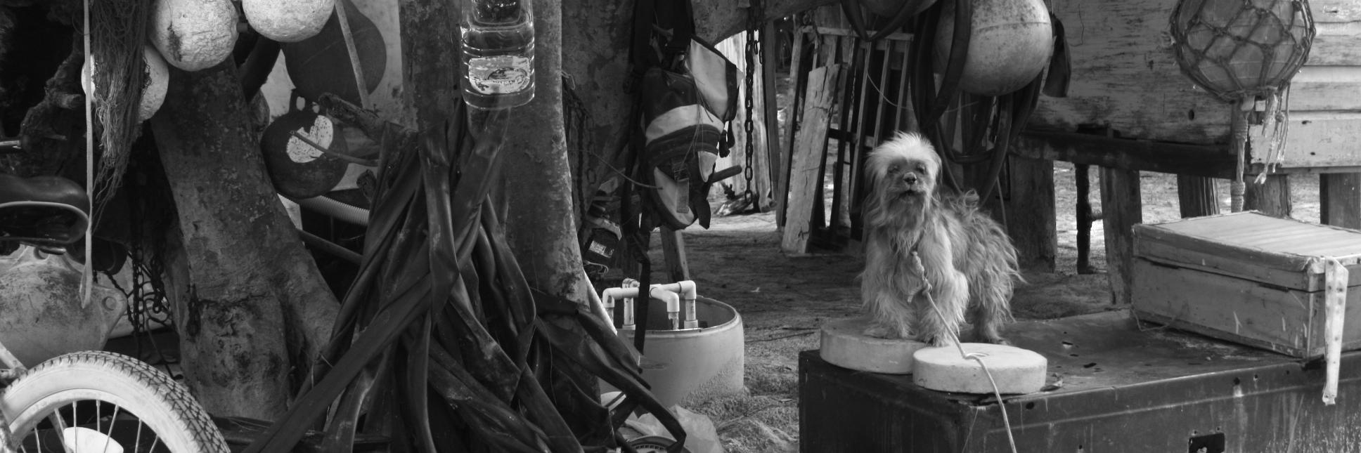 IAmAmyDuke's profile banner image