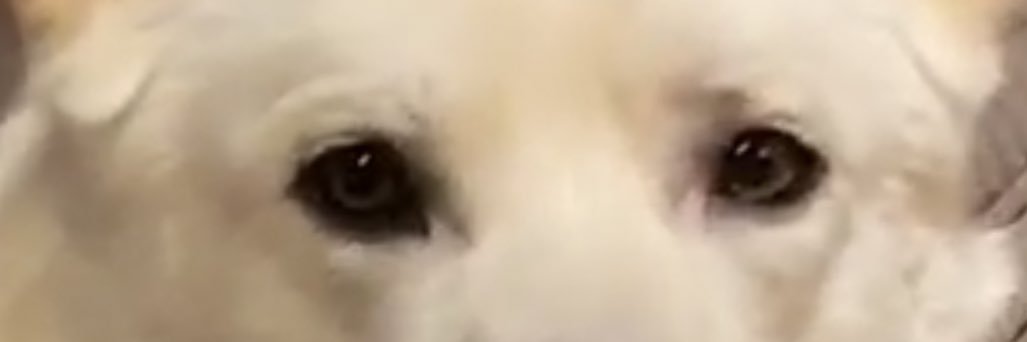 BrysKrispees's profile banner image