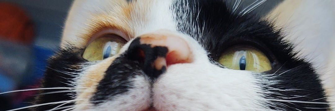 mãe, sou lésbica 🤤 banner