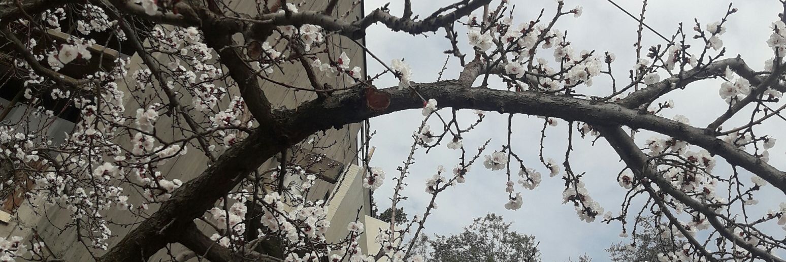 Shoob_cc's profile banner image