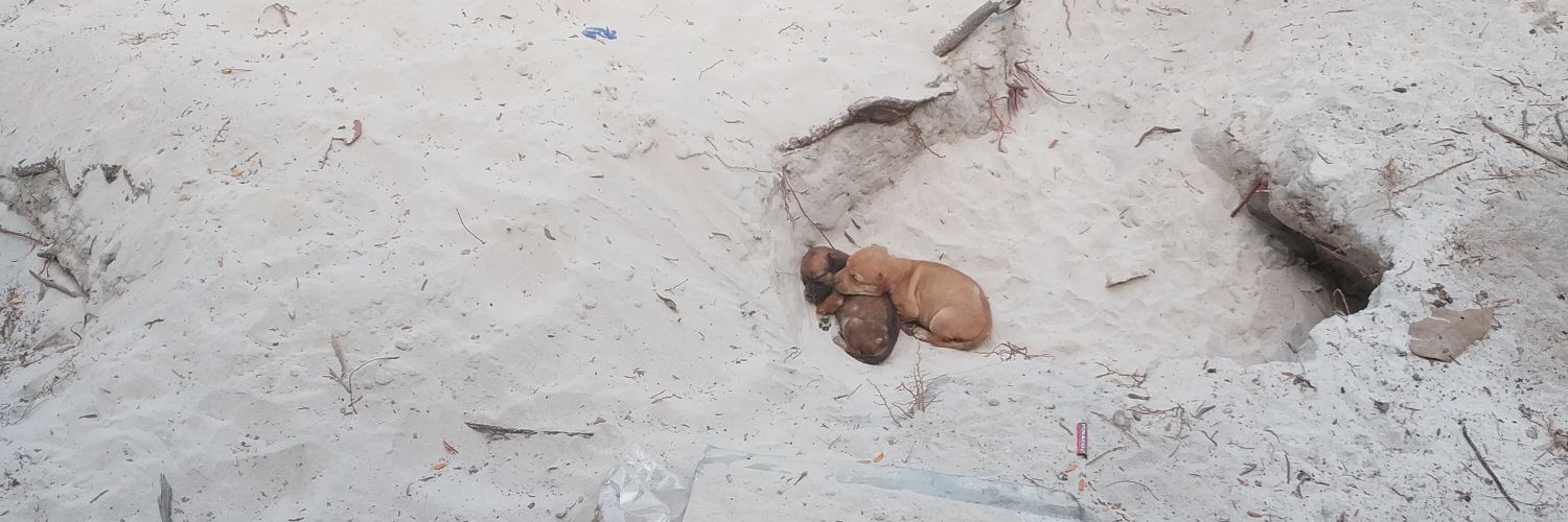 Nguyen Phuong An banner