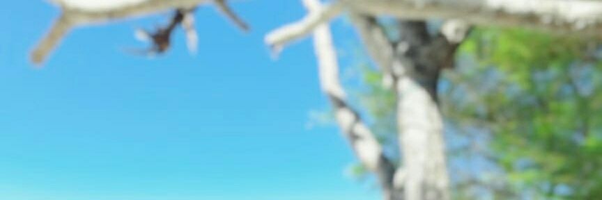 belala11's profile banner image