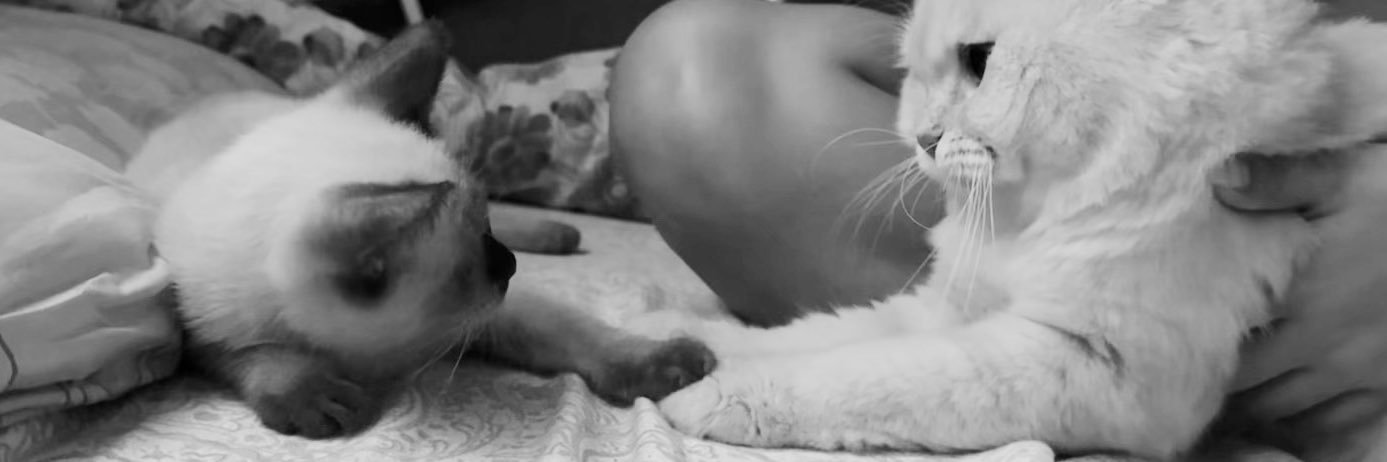 ashleannejadeee's profile banner image