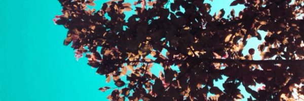 salxmr Profile Banner