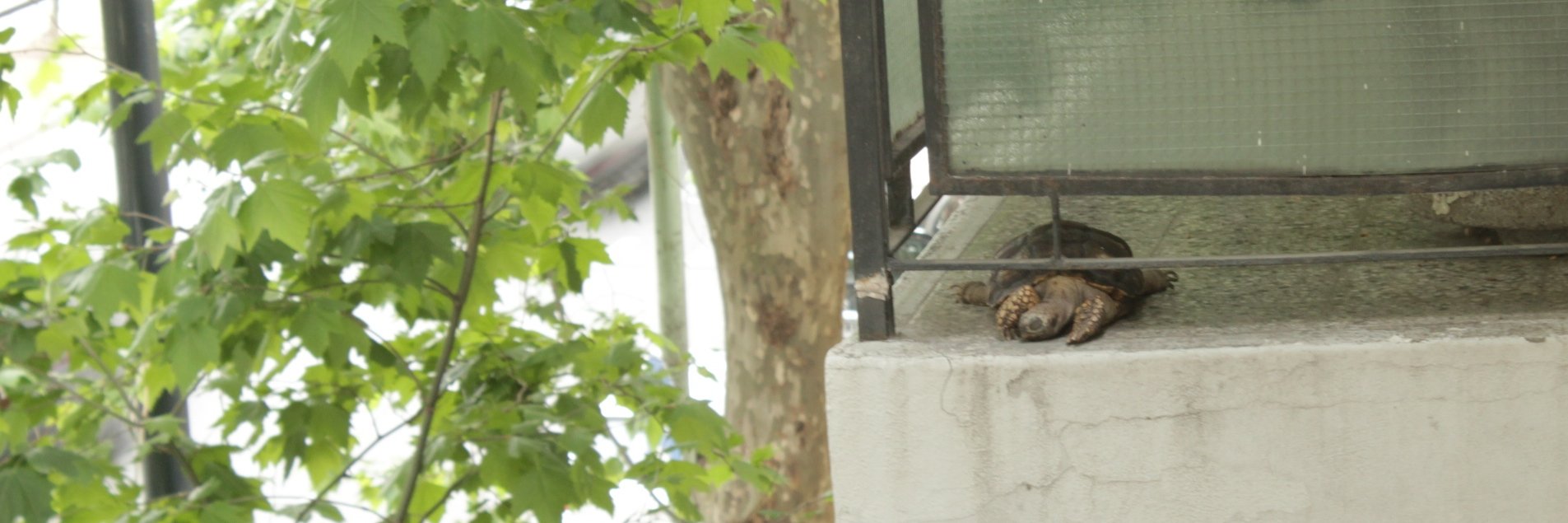 Flopa Lestani banner