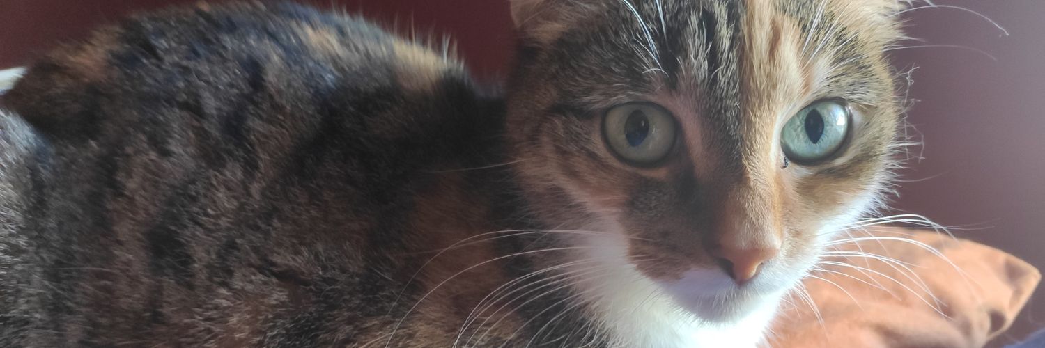 bamboochab's profile banner image