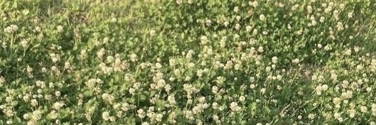 al banner
