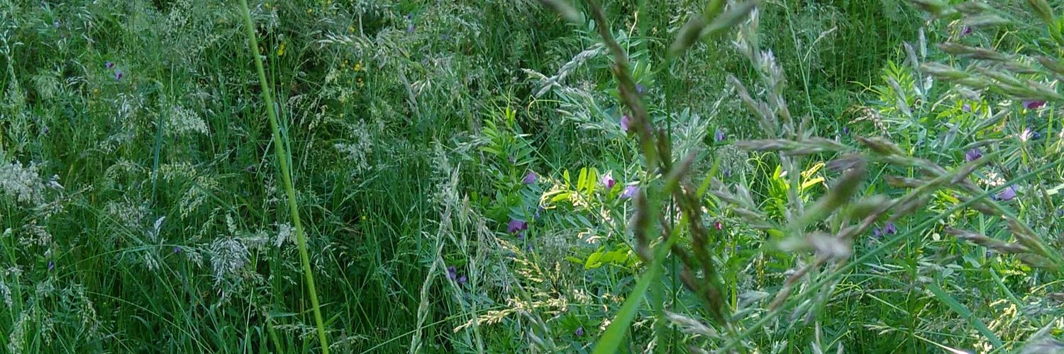 Martine DESCAMPS banner