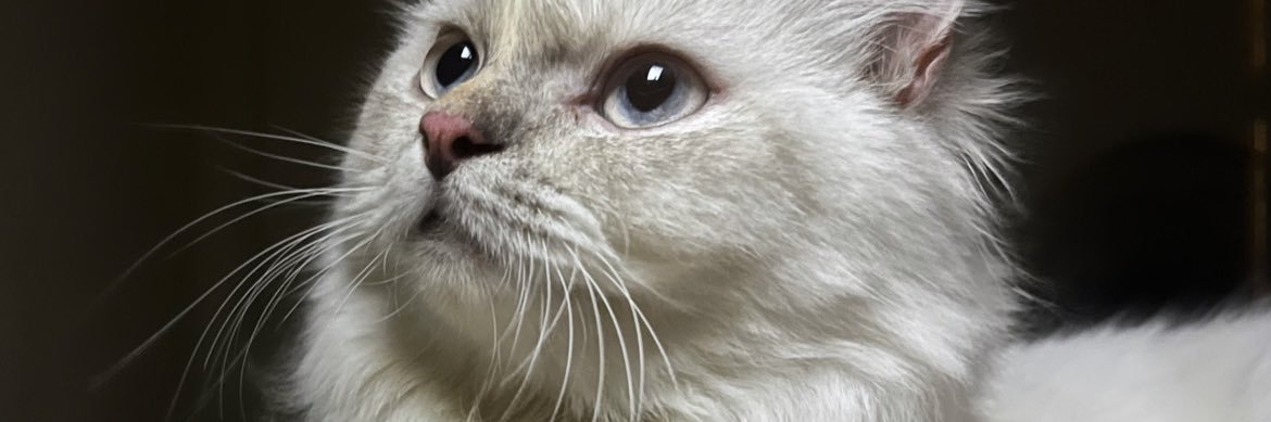 red 𖥔 ࣪ ᥫ᭡ 🇵🇸 banner