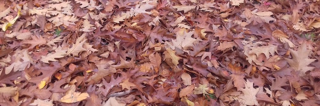 Adrian Fenton banner