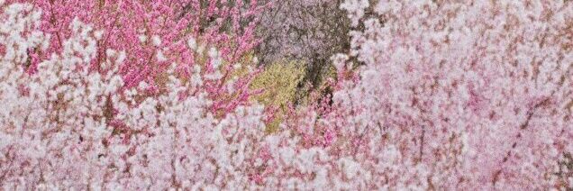 savehesheart's profile banner image