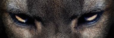 Justin Lerfald banner