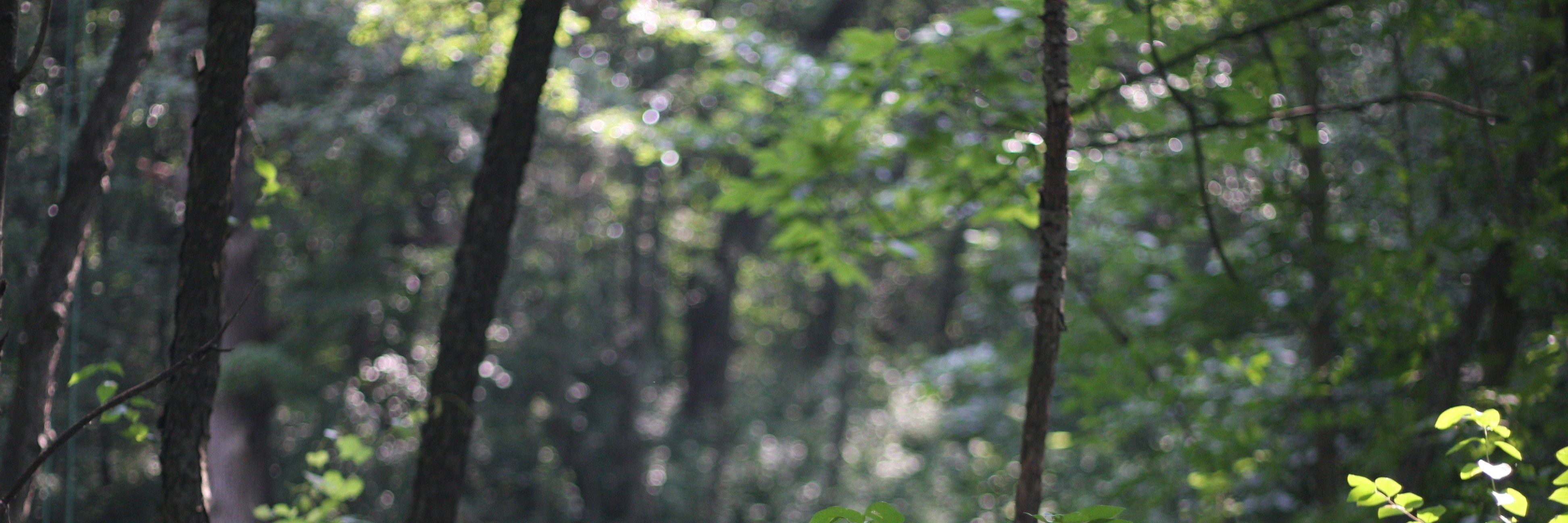 AllisonTrebacz's profile banner image