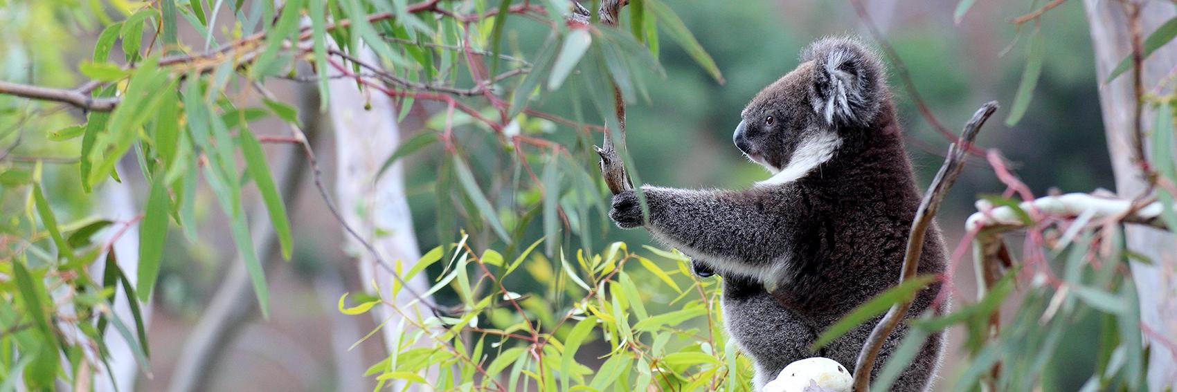 Florence Gabriel banner