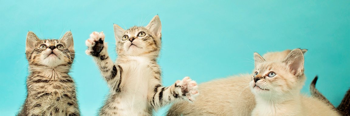 Tri-County Humane banner