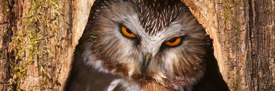 Mark 🇺🇸🇺🇦🇺🇸 banner