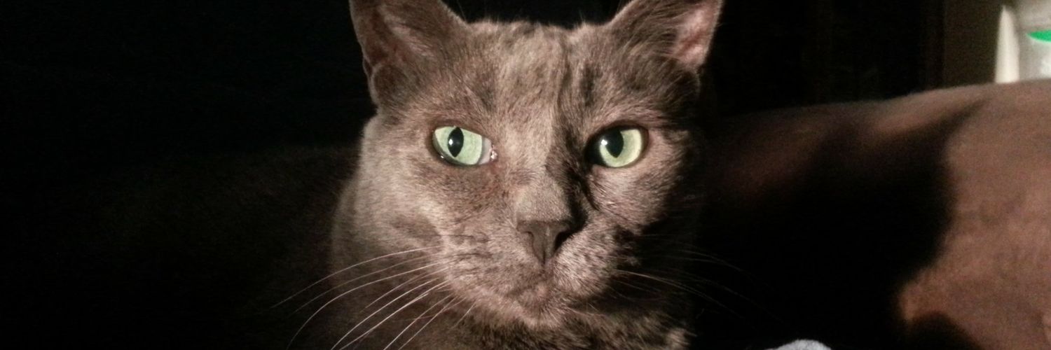 ninekatz's profile banner image