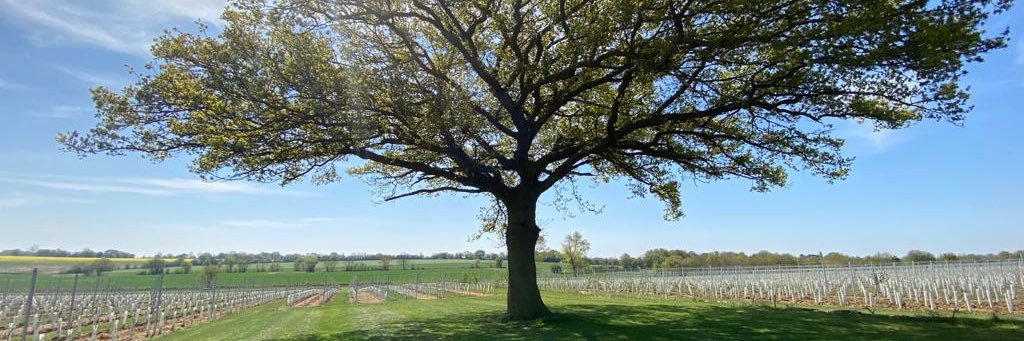 Scarff’s Farms banner