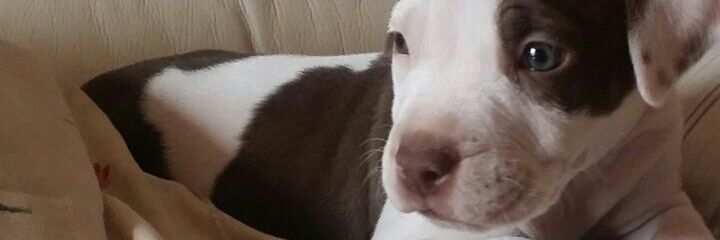 SweetCarlaz's profile banner image