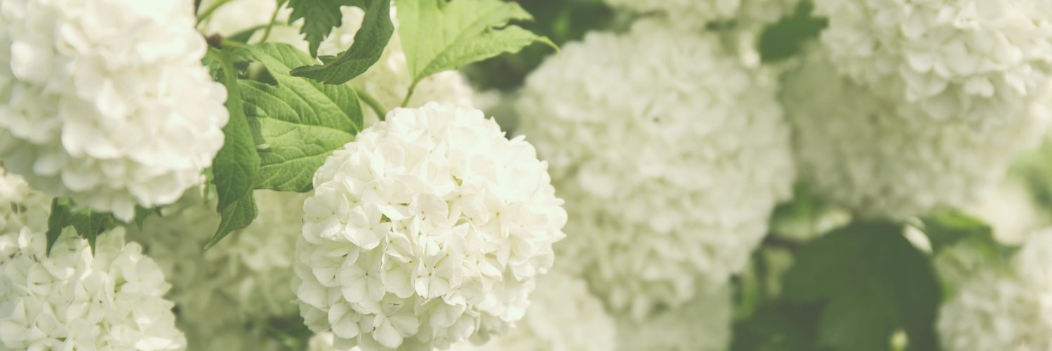PsychAysh's profile banner image