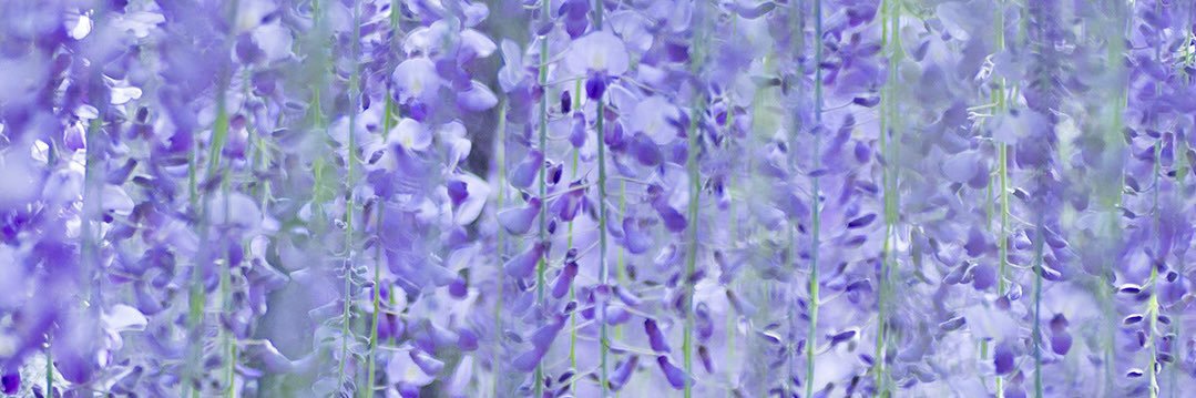 Mioto_39's profile banner image
