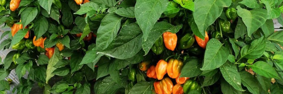 Winston E. Marte banner