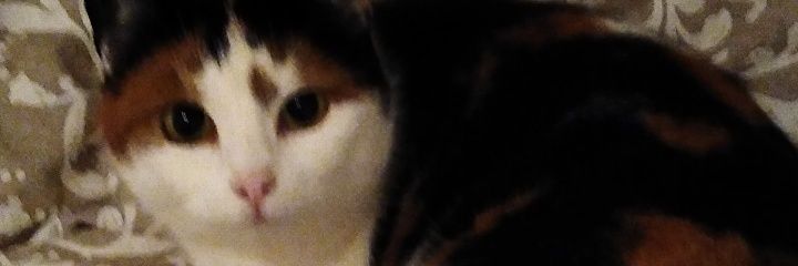 Tom Nouk 🦝 banner