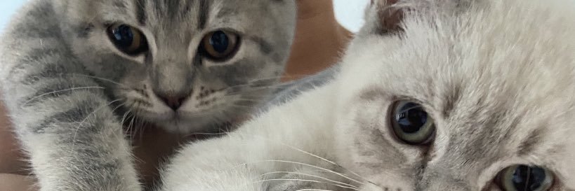 Kisuvl's profile banner image