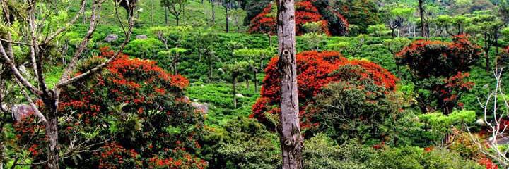TRS_INDIAN's profile banner image